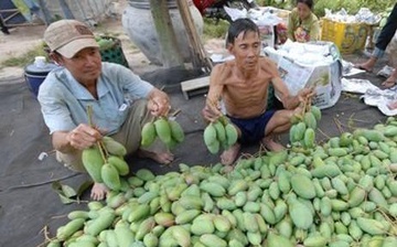 Gioi tre hai mien keu goi giai cuu xoai Dinh Quan hinh anh