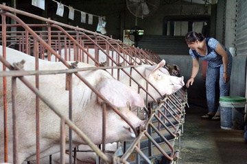 Gia heo hoi o Dong Nai lai cham day 24.000 dong mot kg hinh anh