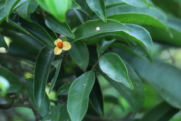 Cay xa den co thuc chua khoi benh ung thu? hinh anh