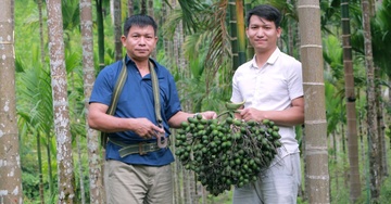 Gia cau cao ky luc, nong dan thu tien ty hinh anh