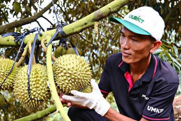 Canh trai nguoc voi sau rieng Lam Dong hinh anh