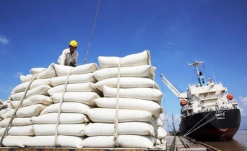Gạo Việt 'phanh gấp' trước động thái cứng rắn của Philippines