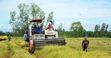 Vi sao gia lua o An Giang giam ma ba con lai vui? hinh anh