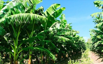 Cong ty bau Duc ban chuoi thu 10 ty dong moi ngay hinh anh