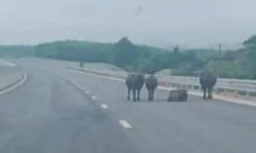Tài xế lo lắng vì đàn trâu xuất hiện trên đoạn cao tốc qua Hà Tĩnh