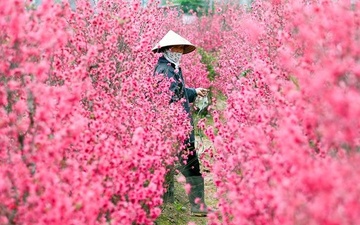 Gioi tre keu goi cuu dao, quat sau Tet hinh anh