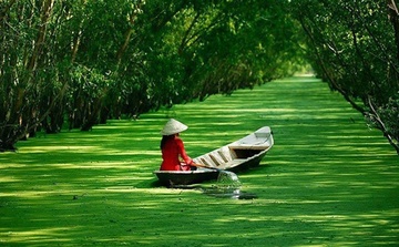 Ve mien Tay mua nuoc noi, an ca linh nau bong dien dien hinh anh