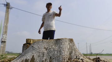 Hang loat cay xanh bi chat ha trong chien dich don via he hinh anh
