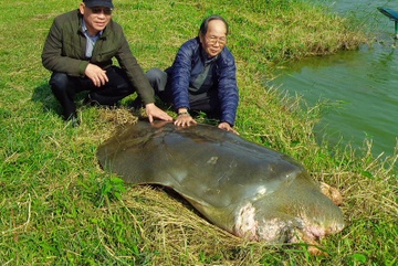 'Cu' rua ho Guom khoe mai bong nhay khoe manh hinh anh
