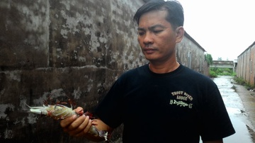 San sieu tom o bien Ca Mau hinh anh
