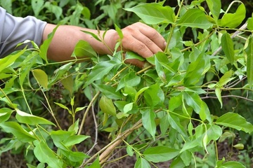 Nguoi phu nu nguy kich vi dap la cay len vet thuong hinh anh