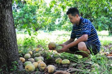 Xoai Uc chin rung day goc o Khanh Hoa hinh anh