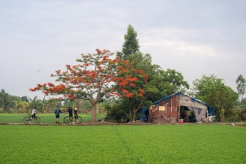 Di nghin km tim 'cay phuong co don' o TP.HCM, gap canh tuong kho ngo hinh anh