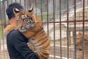 Bieu cam nung niu cua chu ho con o Nghe An hinh anh
