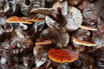 Giau len nho bo pho ve que nuoi nam linh chi do hinh anh