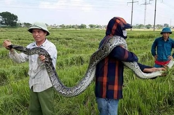 Nong dan bat duoc tran dai 2,5 m luc gat lua hinh anh