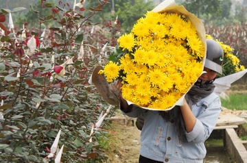 Lang hoa lon nhat xu Thanh tat bat vao mua Tet hinh anh