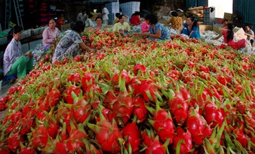 'Nong san Viet xuat khau 3 dong thi lai nhap ve mot dong' hinh anh