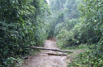 Cay rung do trung mot gia dinh, be gai hai tuoi tu vong hinh anh