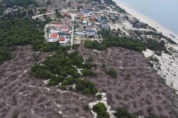 2,5 ha rừng phòng hộ ven biển bị chặt phá, lãnh đạo phường nói gì?