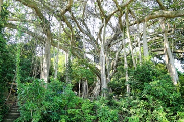 Noi nao o Da Nang co cay da nghin nam? hinh anh