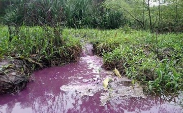 Nha may vang ma xa nuoc thai mau tim hoi nong nac hinh anh