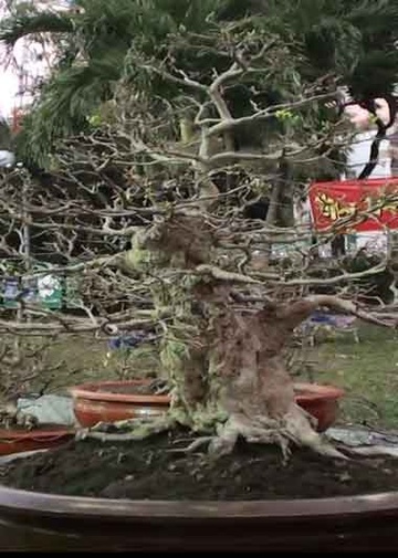 Cay mai co thu gia 1,8 ty o hoi hoa xuan TP.HCM hinh anh