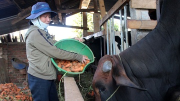 Rau Da Lat lai do cho bo an hinh anh