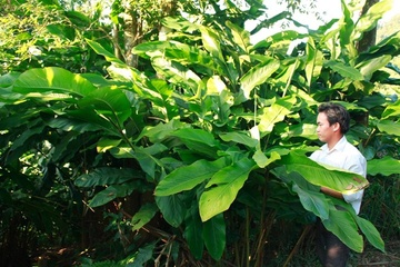 Dan pha ray trong bo bo de ban hat sang Trung Quoc hinh anh