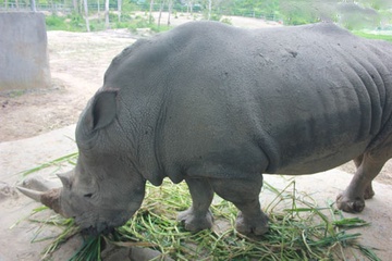 Vuon thu quy hiem cua dai gia Le Thanh Than hinh anh