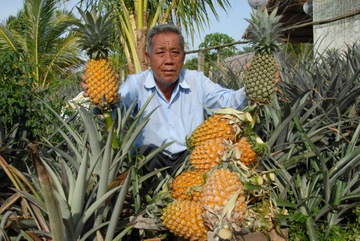 Lao nong mien Tay thu 80 ty moi nam tu cay khom dat phen hinh anh