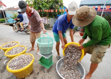 Nuoi ca loc bong thu nhap tren 100 trieu dong o mien Tay hinh anh