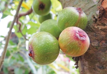 10 thuc pham la 'khac tinh' cua benh tri hinh anh