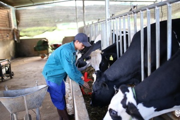 Nguoi dan do sua bo phan doi truoc tram thu mua ​Dalat Milk hinh anh