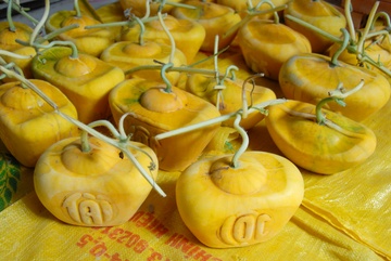 Cha de dua thoi vang mien Tay de 2 thang chua hu ke chuyen hinh anh