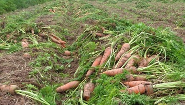 10.000 dong/bao ca rot 80 kg, nong dan do cho bo an hinh anh