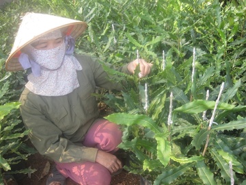 Chuyen 'cay ty do' o Lam Dong: Lam nguoi khoc! hinh anh