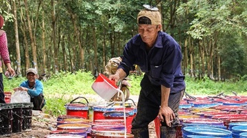Neu Hoang Anh Gia Lai ban cao su tai Lao... hinh anh