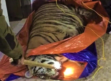 Phat hien xac ho nang 250 kg trong nha dan hinh anh