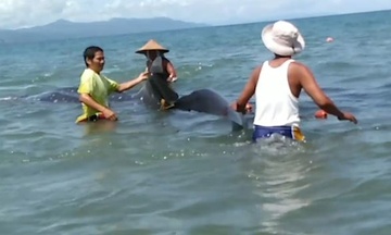 Giai cuu ca nham voi mac vao luoi danh ca tren bien Philippines hinh anh
