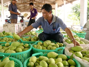 Xoài chỉ còn 3.000 đồng/kg.