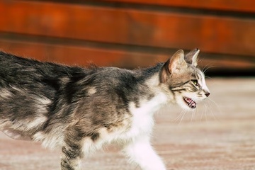 Sau 2 năm bị mèo cắn, người phụ nữ mất mạng