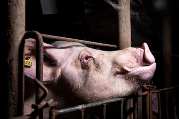 My buoc vao dot pha y hoc tao bao hinh anh