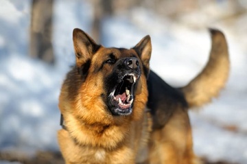 Bi cho chay rong can nhieu vet, nguoi dan ong khong qua khoi hinh anh