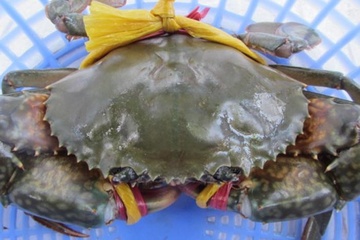 Trung Quoc siet nhap khau hang thuy san hinh anh