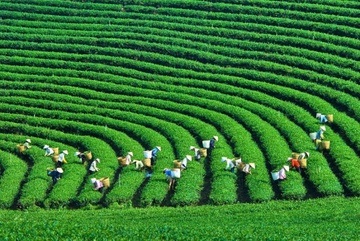 Noi dieu kien nha dau tu tham gia vao cong ty nong nghiep Nha nuoc hinh anh