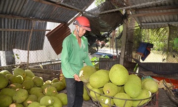 Mít Thái rẻ chưa từng thấy, chỉ 1.000 đồng/kg