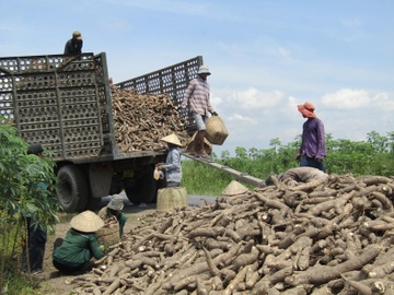 Củ sắn giá rẻ 'bèo', đem xuất khẩu thu gần 400 triệu USD một quý