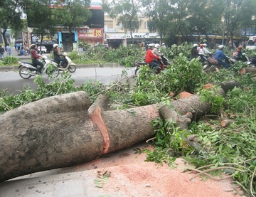 Thu gui Chu tich Ha Noi ve viec don ha 6.700 cay xanh hinh anh