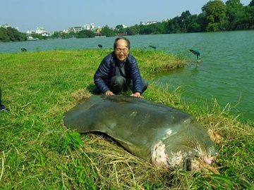 Cu rua ho Guom qua doi hinh anh